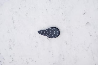 Donfisher ドンフィッシャー  MUSSEL Purse 貝コインケース