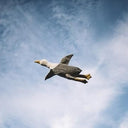 Senger Naturwelt ゼンガーナチュウェルト Cuddly Animal Seagull large カモメ チェリーピロー Lサイズ Y21043
