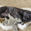 Senger Naturwelt ゼンガーナチュウェルト Cuddly animal Goose small grey vegan ガチョウ グレー チェリーピロー Sサイズ Y21038