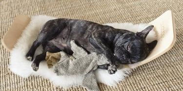 Senger Naturwelt ゼンガーナチュウェルト Cuddly animal Goose small grey vegan ガチョウ グレー チェリーピロー Sサイズ Y21038