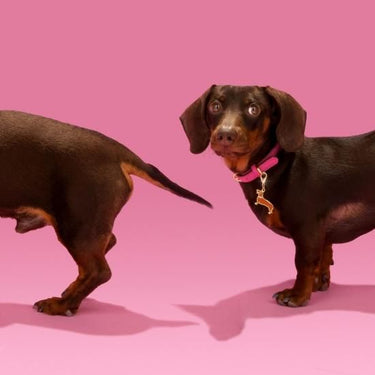 Coucou Suzette ククシュゼット Dachshund Key Ring / Pet Tag 
 
