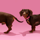 Coucou Suzette ククシュゼット Dachshund Key Ring / Pet Tag 
 