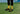 EAT MY SOCKS イートマイソックス Tropical Banana トロピカルバナナソックス