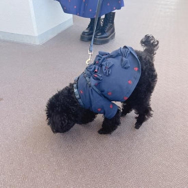 ★frankygrow DOG★frankygrow フランキーグロウ リボン TEE NAVY-RED Strawberry 24FDG004