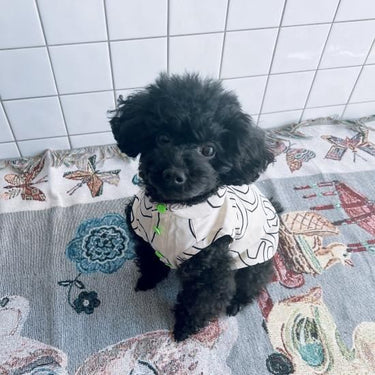 ★frankygrow DOG★frankygrow Lett. RANDOM アシンメトリーカラー SHIRT BEIGE×BLACK Lett. 24FDG001