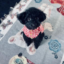 ★frankygrow DOG★frankygrow アシンメトリーカラー SHIRT RED PLAID 24FDG001
