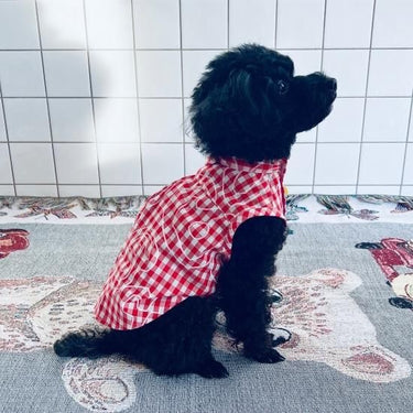 ★frankygrow DOG★frankygrow アシンメトリーカラー SHIRT RED PLAID 24FDG001