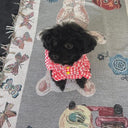 ★frankygrow DOG★frankygrow アシンメトリーカラー SHIRT RED PLAID 24FDG001