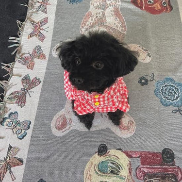 ★frankygrow DOG★frankygrow アシンメトリーカラー SHIRT RED PLAID 24FDG001