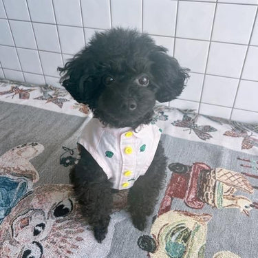 ★frankygrow DOG★frankygrow アシンメトリーカラー SHIRT PINK-GREEN Strawberry 24FDG001