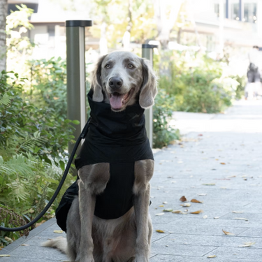 Gris グリ LITE RAIN COAT �U ドッグレインコート PEAT BLACK