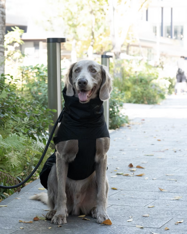 Gris グリ LITE RAIN COAT �U ドッグレインコート PEAT BLACK