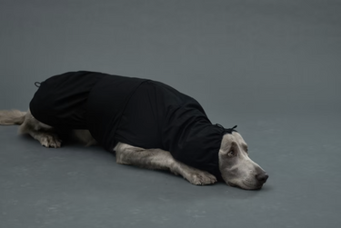 Gris グリ LITE RAIN COAT �U ドッグレインコート PEAT BLACK