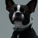 Gris グリ THE COLLAR ドッグ カラー ALGA