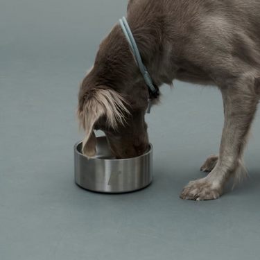 Gris グリ DW BOWL ドッグ ボウル SILVER
