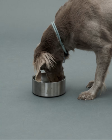 Gris グリ DW BOWL ドッグ ボウル SILVER