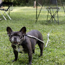 Gris グリ DOG BOLLARD ドッグ ボラード