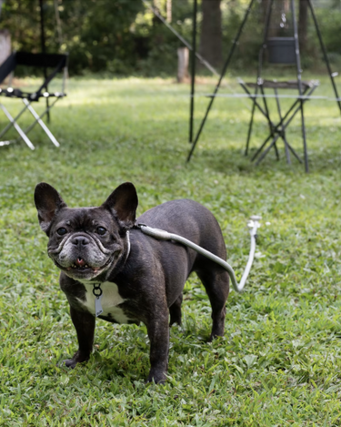 Gris グリ DOG BOLLARD ドッグ ボラード