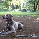 Gris グリ DOG BOLLARD ドッグ ボラード
