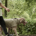 Gris グリ LITE RAIN COAT �U ドッグレインコート WEIMARANER GREY