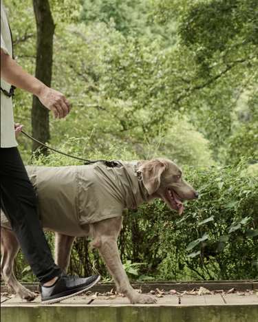 Gris グリ LITE RAIN COAT �U ドッグレインコート WEIMARANER GREY