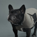 Gris グリ LITE RAIN COAT �U ドッグレインコート WEIMARANER GREY