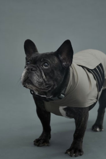 Gris グリ LITE RAIN COAT �U ドッグレインコート WEIMARANER GREY