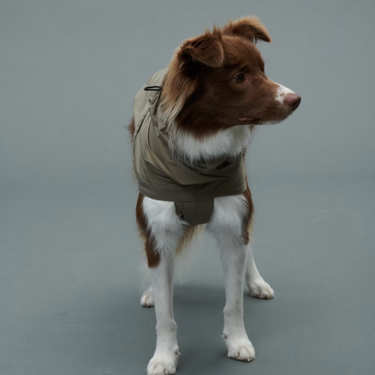 Gris グリ LITE RAIN COAT �U ドッグレインコート WEIMARANER GREY
