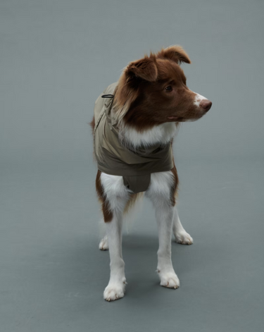 Gris グリ LITE RAIN COAT �U ドッグレインコート WEIMARANER GREY