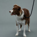 Gris グリ THE LEASH ドッグ リーシュ PEAT BLACK