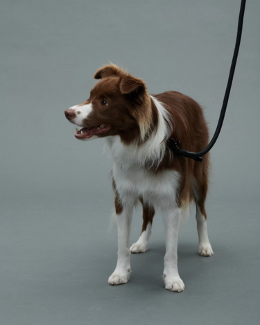 Gris グリ THE LEASH ドッグ リーシュ PEAT BLACK