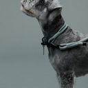Gris グリ THE COLLAR ドッグ カラー LIMESTONE