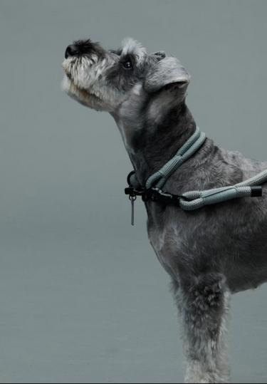 Gris グリ THE COLLAR ドッグ カラー LIMESTONE