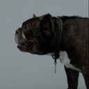 Gris グリ THE COLLAR ドッグ カラー WEIMARANER GREY