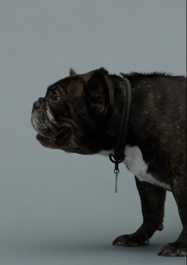 Gris グリ THE COLLAR ドッグ カラー WEIMARANER GREY
