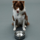 Gris グリ DW BOWL ドッグ ボウル GREY