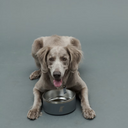 Gris グリ DW BOWL ドッグ ボウル GREY