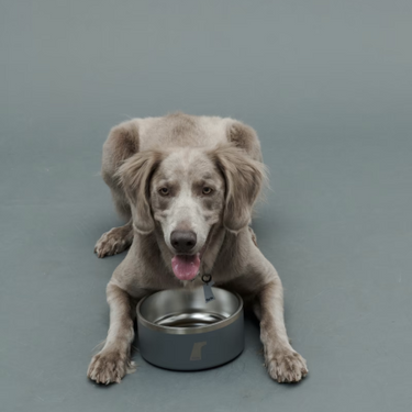 Gris グリ DW BOWL ドッグ ボウル GREY