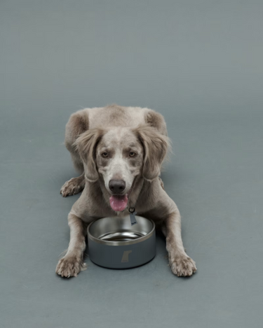 Gris グリ DW BOWL ドッグ ボウル GREY