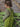 ★30%OFF★organic zoo オーガニックズー Peapod Farmer Dungarees 15PFDOZ