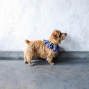 ★先行受注予約★2025AW★michirico DOG★michirico ミチリコ DOG Shirring check gather collar MR-D-003