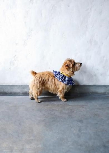 ★先行受注予約★2025AW★michirico DOG★michirico ミチリコ DOG Shirring check gather collar MR-D-003