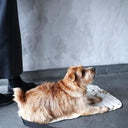 ★先行受注予約★2025AW★michirico DOG★michirico ミチリコ DOG café mat MR-D-004