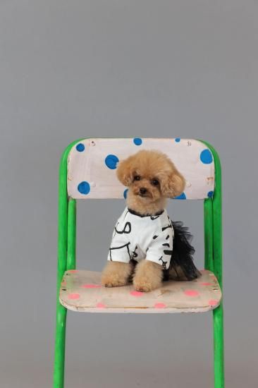★frankygrow DOG★frankygrow フランキーグロウ フリルチュールTシャツドレス WHITE-BLACK 25F2DG006