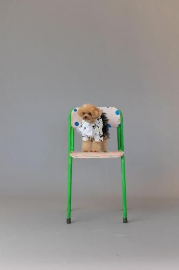 ★frankygrow DOG★frankygrow フランキーグロウ フリルチュールTシャツドレス WHITE-BLACK 25F2DG006