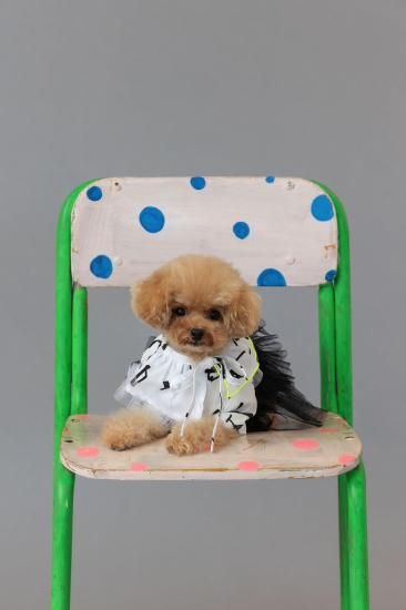 ★frankygrow DOG★frankygrow フランキーグロウ フリルチュールTシャツドレス WHITE-BLACK 25F2DG006