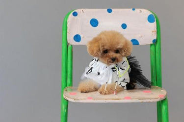 ★frankygrow DOG★frankygrow フランキーグロウ フリルチュールTシャツドレス WHITE-BLACK 25F2DG006