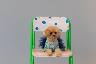 ★frankygrow DOG★frankygrow フランキーグロウ フリルチュールTシャツドレス GRAY-GREEN 25F2DG006
