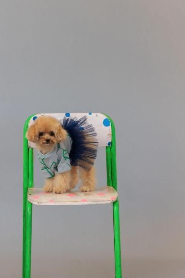 ★frankygrow DOG★frankygrow フランキーグロウ フリルチュールTシャツドレス GRAY-GREEN 25F2DG006