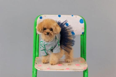 ★frankygrow DOG★frankygrow フランキーグロウ フリルチュールTシャツドレス GRAY-GREEN 25F2DG006